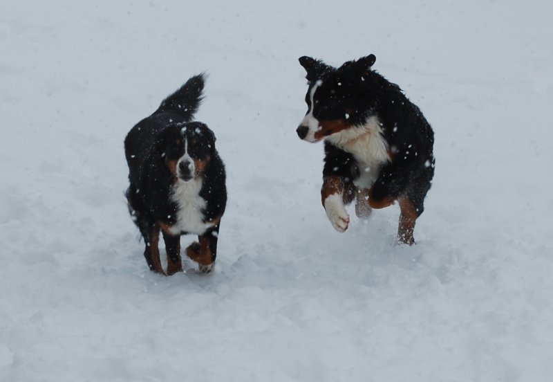 Darcie
              & Zurich - 1/1/08