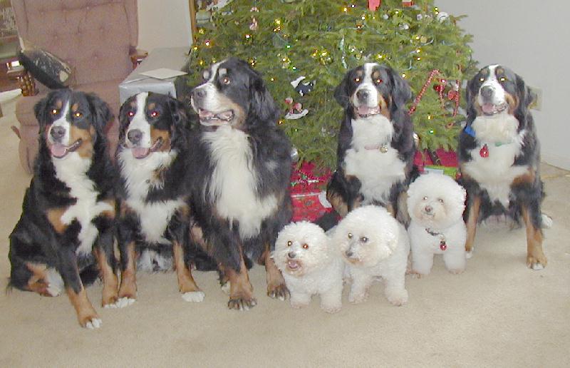 Christmas Gang
              2004